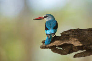 Woodland kingfisher (Halcyon senegalensis) perched in woodland in Mapungubwe National Park, South Africa