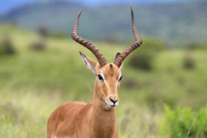 This striking impala bull, with spiraled horns and attentive eyes, pauses in the lush savanna. A quintessential scene from Africas wild beauty.