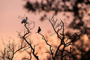 kruger-2