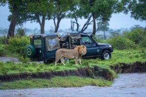 Male lions safari