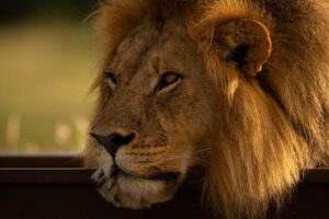 Close-up of male lion lying on railway