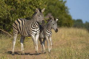 Mother and foal standing close together on a sunny day, Greater Kruger.